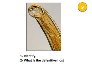 1- Identify.
2- What is the defenitive host
9
 