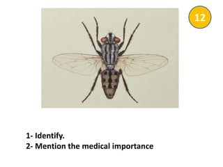 1- Identify.
2- Mention the medical importance
12
 