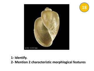 1- Identify.
2- Mention 2 characteristic morphlogical features
18
 
