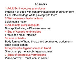 Answers
1-Adult Echinococcus granulosus
Ingestion of eggs with contaminated food or drink or from
fur of infected dogs while playing with them
2-Wet cutaneous leishmaniasis
Leishmania major
3-Adult male culex mosquito
Non spotted wing – Plumose antenna
4-Egg of Ascaris lumbricoides
Free in the small intestine
5-Larva of Aedes
Body formed of head thorax and segmented abdomen –
short broad siphon
6-Polymorphic trypanosomes in blood
Short stumpy metacyclic trypanosomes
7-Eggs of Enterobius vermicularis
Plano-convex- Translucent in colour
 