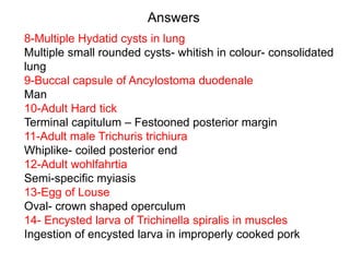Answers
8-Multiple Hydatid cysts in lung
Multiple small rounded cysts- whitish in colour- consolidated
lung
9-Buccal capsule of Ancylostoma duodenale
Man
10-Adult Hard tick
Terminal capitulum – Festooned posterior margin
11-Adult male Trichuris trichiura
Whiplike- coiled posterior end
12-Adult wohlfahrtia
Semi-specific myiasis
13-Egg of Louse
Oval- crown shaped operculum
14- Encysted larva of Trichinella spiralis in muscles
Ingestion of encysted larva in improperly cooked pork
 