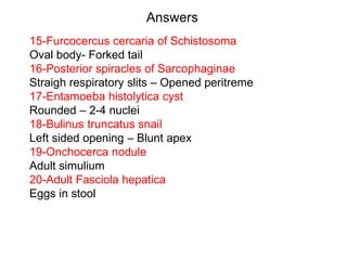 Answers
15-Furcocercus cercaria of Schistosoma
Oval body- Forked tail
16-Posterior spiracles of Sarcophaginae
Straigh respiratory slits – Opened peritreme
17-Entamoeba histolytica cyst
Rounded – 2-4 nuclei
18-Bulinus truncatus snail
Left sided opening – Blunt apex
19-Onchocerca nodule
Adult simulium
20-Adult Fasciola hepatica
Eggs in stool
 