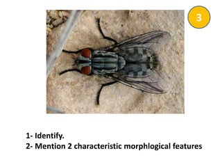 1- Identify.
2- Mention 2 characteristic morphlogical features
3
 