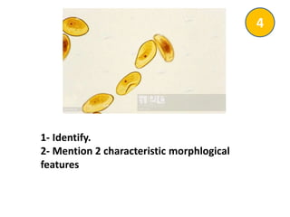 1- Identify.
2- Mention 2 characteristic morphlogical
features
4
 