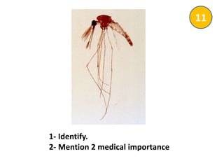 1- Identify.
2- Mention 2 medical importance
11
 