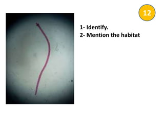 1- Identify.
2- Mention the habitat
12
 