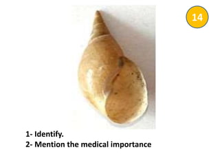 1- Identify.
2- Mention the medical importance
14
 
