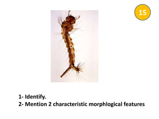 1- Identify.
2- Mention 2 characteristic morphlogical features
15
 