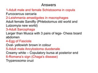 Answers
1-Adult male and female Schistosoma in copula
Furcocercus cercaria
2-Leishmania amastigotes in macrophages
Adult female Sandfly (Phlebotomus old world and
Lutzomyia new world)
3-Adult Sarcophaga
Larger than Musca with 3 pairs of legs- Chess board
abdomen
4-Egg of Fasciola
Oval- yellowish brown in colour
5-Adult male Ancylostoma duodenale
Creamy white – Copulatory bursa at posterior end
6-Romana’s sign (Chaga’s disease)
Trypanosoma cruzi
 