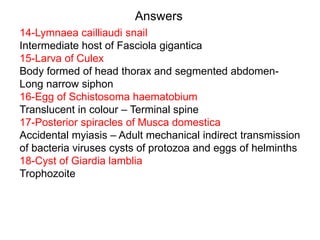 Answers
14-Lymnaea cailliaudi snail
Intermediate host of Fasciola gigantica
15-Larva of Culex
Body formed of head thorax and segmented abdomen-
Long narrow siphon
16-Egg of Schistosoma haematobium
Translucent in colour – Terminal spine
17-Posterior spiracles of Musca domestica
Accidental myiasis – Adult mechanical indirect transmission
of bacteria viruses cysts of protozoa and eggs of helminths
18-Cyst of Giardia lamblia
Trophozoite
 