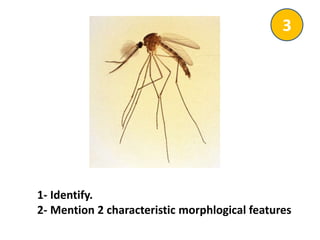 1- Identify.
2- Mention 2 characteristic morphlogical features
3
 