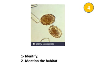 1- Identify.
2- Mention the habitat
4
 