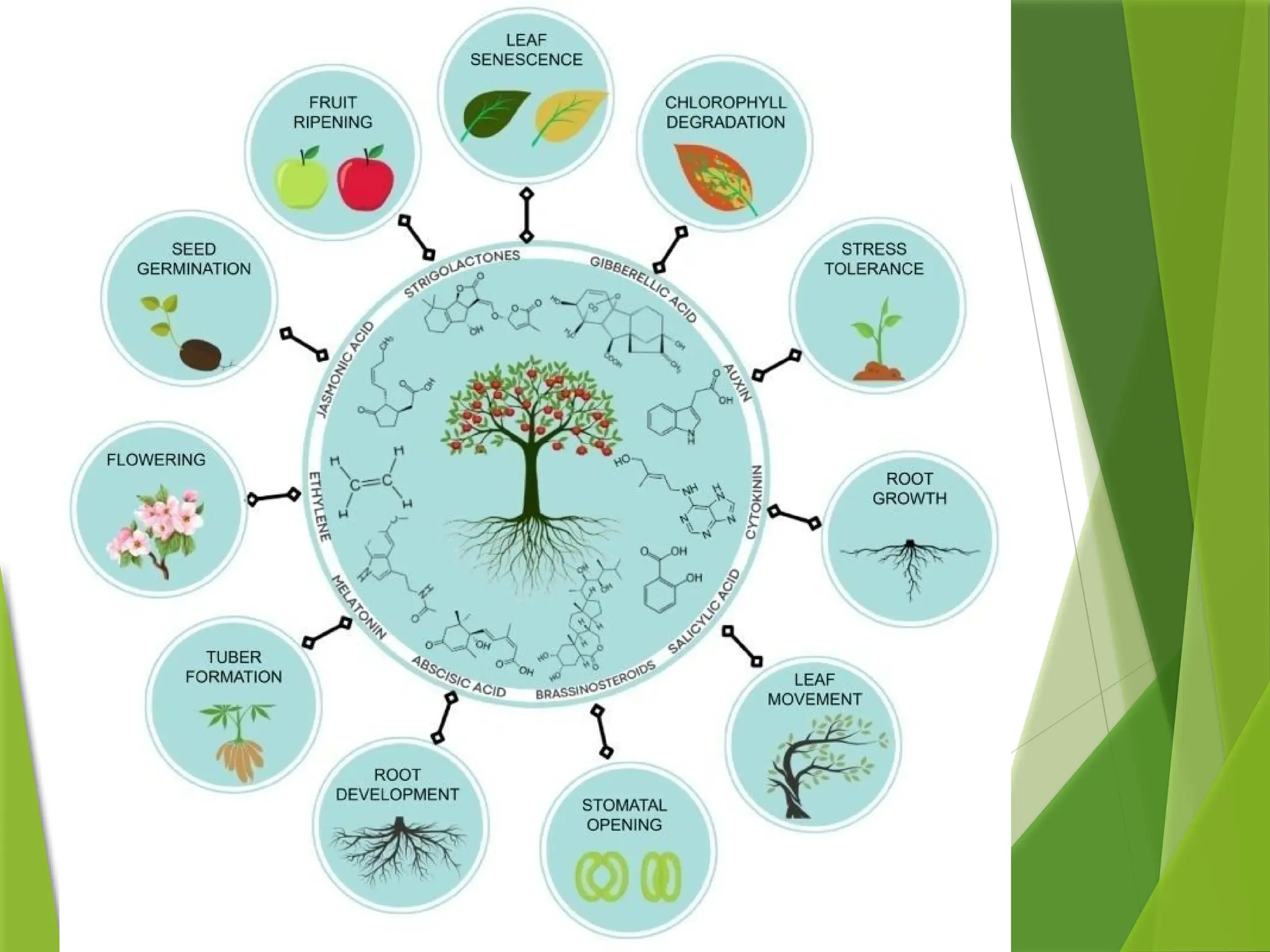 plant growth and development by Gulshan Athbhaiya.pptx