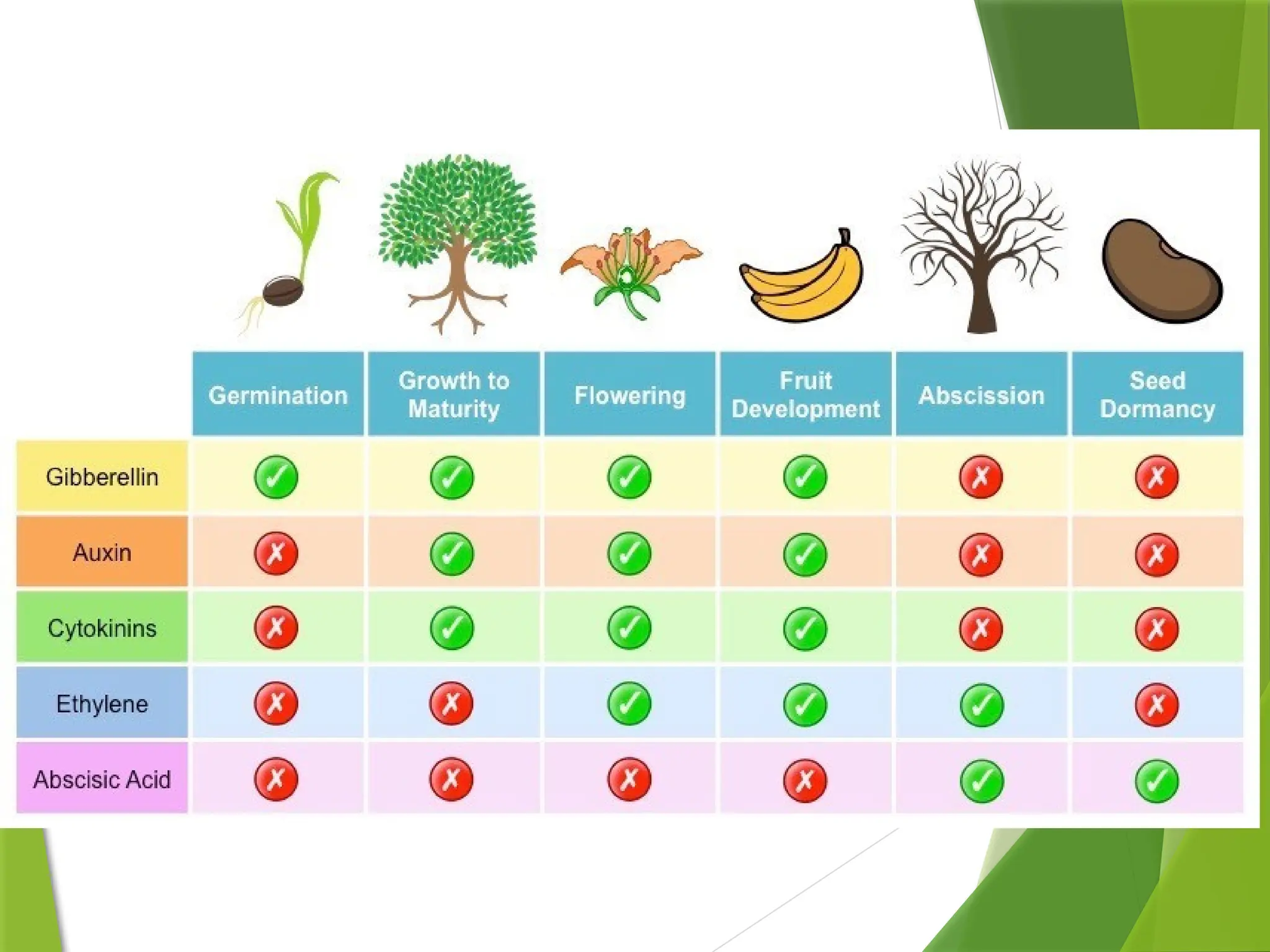 plant growth and development by Gulshan Athbhaiya.pptx