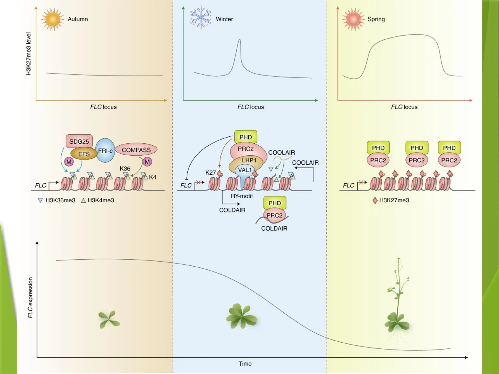 plant growth and development by Gulshan Athbhaiya.pptx