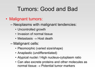Tumors: Good and Bad
• Malignant tumors:
– Neoplasms with malignant tendencies:
• Uncontrolled growth
• Invasion of normal tissue
• Metastasis → Host death
– Malignant cells:
• Pleomorphic (varied size/shape)
• Anaplastic (undifferentiated)
• Atypical nuclei / High nucleus-cytoplasm ratio
• Can also excrete proteins and other molecules as
normal tissue → Potential tumor markers
 