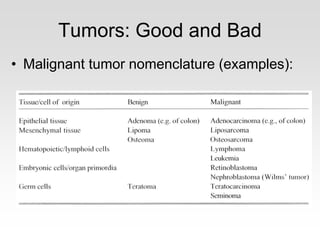 Tumors: Good and Bad
• Malignant tumor nomenclature (examples):
 