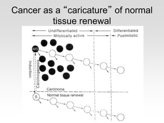 Cancer as a “caricature” of normal
tissue renewal
 
