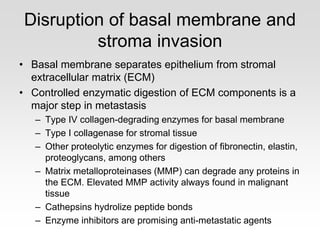 Disruption of basal membrane and
stroma invasion
• Basal membrane separates epithelium from stromal
extracellular matrix (ECM)
• Controlled enzymatic digestion of ECM components is a
major step in metastasis
– Type IV collagen-degrading enzymes for basal membrane
– Type I collagenase for stromal tissue
– Other proteolytic enzymes for digestion of fibronectin, elastin,
proteoglycans, among others
– Matrix metalloproteinases (MMP) can degrade any proteins in
the ECM. Elevated MMP activity always found in malignant
tissue
– Cathepsins hydrolize peptide bonds
– Enzyme inhibitors are promising anti-metastatic agents
 