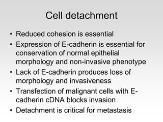 Cell detachment
• Reduced cohesion is essential
• Expression of E-cadherin is essential for
conservation of normal epithelial
morphology and non-invasive phenotype
• Lack of E-cadherin produces loss of
morphology and invasiveness
• Transfection of malignant cells with E-
cadherin cDNA blocks invasion
• Detachment is critical for metastasis
 