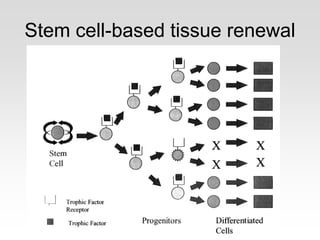 Stem cell-based tissue renewal
 