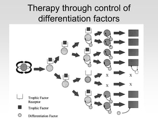 Therapy through control of
differentiation factors
 
