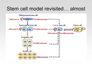 Stem cell model revisited… almost
 