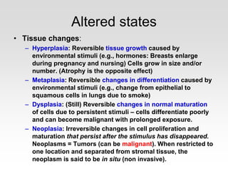 Altered states
• Tissue changes:
– Hyperplasia: Reversible tissue growth caused by
environmental stimuli (e.g., hormones: Breasts enlarge
during pregnancy and nursing) Cells grow in size and/or
number. (Atrophy is the opposite effect)
– Metaplasia: Reversible changes in differentiation caused by
environmental stimuli (e.g., change from epithelial to
squamous cells in lungs due to smoke)
– Dysplasia: (Still) Reversible changes in normal maturation
of cells due to persistent stimuli – cells differentiate poorly
and can become malignant with prolonged exposure.
– Neoplasia: Irreversible changes in cell proliferation and
maturation that persist after the stimulus has disappeared.
Neoplasms = Tumors (can be malignant). When restricted to
one location and separated from stromal tissue, the
neoplasm is said to be in situ (non invasive).
 