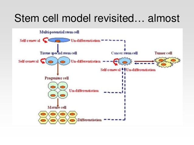 Natural Selection And Stem Cells Natural Selection And Stem Cells