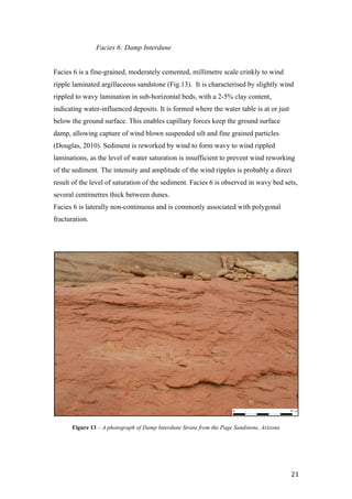   21	
  
Facies 6: Damp Interdune
Facies 6 is a fine-grained, moderately cemented, millimetre scale crinkly to wind
ripple laminated argillaceous sandstone (Fig.13). It is characterised by slightly wind
rippled to wavy lamination in sub-horizontal beds, with a 2-5% clay content,
indicating water-influenced deposits. It is formed where the water table is at or just
below the ground surface. This enables capillary forces keep the ground surface
damp, allowing capture of wind blown suspended silt and fine grained particles
(Douglas, 2010). Sediment is reworked by wind to form wavy to wind rippled
laminations, as the level of water saturation is insufficient to prevent wind reworking
of the sediment. The intensity and amplitude of the wind ripples is probably a direct
result of the level of saturation of the sediment. Facies 6 is observed in wavy bed sets,
several centimetres thick between dunes.
Facies 6 is laterally non-continuous and is commonly associated with polygonal
fracturation.
0 10 cm
Figure 13 – A photograph of Damp Interdune Strata from the Page Sandstone, Arizona
 