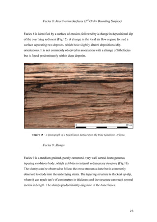   23	
  
Facies 8: Reactivation Surfaces (3rd
Order Bounding Surface)
Facies 8 is identified by a surface of erosion, followed by a change in depositional dip
of the overlying sediment (Fig.15). A change in the local air flow regime formed a
surface separating two deposits, which have slightly altered depositional dip
orientations. It is not commonly observed in association with a change of lithofacies
but is found predominantly within dune deposits.
0 10 cm
Facies 9: Slumps
Facies 9 is a medium grained, poorly cemented, very well sorted, homogeneous
tapering sandstone body, which exhibits no internal sedimentary structure (Fig.16).
The slumps can be observed to follow the cross-stratum a dune but is commonly
observed to erode into the underlying strata. The tapering structure is thickest up-dip,
where it can reach ten’s of centimetres in thickness and the structure can reach several
meters in length. The slumps predominantly originate in the dune facies.
Figure 15 – A photograph of a Reactivation Surface from the Page Sandstone, Arizona
 