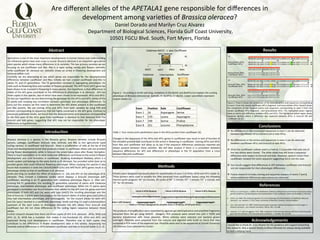 Are	
  diﬀerent	
  alleles	
  of	
  the	
  APETALA1	
  gene	
  responsible	
  for	
  diﬀerences	
  in	
  	
  
development	
  among	
  varie6es	
  of	
  Brassica	
  oleracea?	
  	
  
Daniel	
  Dorado	
  and	
  Marilyn	
  Cruz	
  Alvarez	
  	
  
	
  Department	
  of	
  Biological	
  Sciences,	
  Florida	
  Gulf	
  Coast	
  University,	
  	
  
10501	
  FGCU	
  Blvd.	
  South,	
  Fort	
  Myers,	
  Florida	
  	
  
Abstract	
  
	
  
Agriculture	
  is	
  one	
  of	
  the	
  most	
  important	
  developments	
  in	
  human	
  history	
  and	
  understanding	
  
the	
  inﬂuences	
  genes	
  have	
  over	
  crops	
  is	
  crucial.	
  Brassica	
  oleracea	
  is	
  an	
  important	
  agricultural	
  
plant	
  species	
  which	
  shows	
  many	
  diﬀerences	
  in	
  its	
  varie6es.	
  The	
  two	
  primary	
  varie6es	
  we	
  are	
  
focusing	
   on	
   are	
   cauliﬂower	
   and	
   Rbo.	
   Rbo	
   is	
   a	
   rapid	
   cycling	
   variety	
   and	
   ﬂowers	
   normally,	
  
while	
  cauliﬂower	
  (B.	
  oleracea	
  var.	
  botry5s)	
  shows	
  an	
  arrest	
  in	
  ﬂowering	
  development	
  and	
  
forms	
  an	
  edible	
  curd.	
  	
  
Currently	
   we	
   are	
   aNemp6ng	
   to	
   see	
   which	
   genes	
   are	
   responsible	
   for	
   the	
   developmental	
  
diﬀerences	
   between	
   cauliﬂower	
   and	
   Rbo.	
   Ini6ally	
   we	
   had	
   crossed	
   cauliﬂower	
   and	
   Rbo	
   to	
  
obtain	
   F1	
   and	
   F2	
   genera6ons.	
   The	
   F2	
   genera6on	
   resulted	
   in	
   segrega6ng	
   phenotypes	
   for	
  
traits	
  such	
  as	
  ﬂowering	
  6me	
  and	
  number	
  of	
  ﬂowers	
  produced.	
  The	
  APETALA1	
  (AP1)	
  gene	
  has	
  
been	
  shown	
  to	
  be	
  involved	
  in	
  ﬂowering	
  in	
  many	
  species.	
  Our	
  hypothesis	
  is	
  that	
  diﬀerences	
  in	
  
alleles	
  of	
  the	
  AP1	
  gene	
  contribute	
  to	
  the	
  diﬀerences	
  in	
  phenotype	
  in	
  B.	
  oleracea.	
   	
  AP1	
  has	
  
three	
  copies	
  in	
  this	
  species,	
  two	
  of	
  which	
  have	
  been	
  shown	
  to	
  be	
  expressed:	
  AP1a	
  and	
  AP1c.	
  	
  
To	
  test	
  our	
  hypothesis	
  we	
  are	
  determining	
  the	
  genotype	
  for	
  the	
  AP1a	
  and	
  AP1c	
  alleles	
  of	
  the	
  
F2	
  plants	
  and	
  studying	
  any	
  correla6on	
  between	
  genotypic	
  and	
  phenotypic	
  diﬀerences.	
  To	
  
carry	
  out	
  this	
  analysis	
  we	
  ﬁrst	
  need	
  to	
  determine	
  the	
  AP1	
  alleles	
  present	
  in	
  the	
  cauliﬂower	
  
and	
   Rbo	
   parents.	
   We	
   are	
   cloning	
   AP1a	
   and	
   AP1c	
   from	
   both	
   varie6es	
   by	
   using	
   PCR	
   and	
  
primers	
  corresponding	
  to	
  sequences	
  that	
  are	
  highly	
  conserved	
  in	
  the	
  AP1	
  gene.	
  Contrary	
  to	
  
previously	
  published	
  results,	
  we	
  found	
  that	
  the	
  deduced	
  amino	
  acid	
  sequence	
  corresponding	
  
to	
  the	
  ﬁrst	
  exon	
  of	
  the	
  AP1c	
  gene	
  from	
  cauliﬂower	
  is	
  iden6cal	
  to	
  that	
  deduced	
  from	
  the	
  
broccoli	
   and	
   kale	
   genes,	
   sugges6ng	
   that	
   AP1	
   may	
   not	
   be	
   responsible	
   for	
   the	
   phenotypic	
  
diﬀerences	
  as	
  hypothesized.	
  	
  	
  
Introduc.on	
  
	
  
Brassica	
   oleracea	
   is	
   a	
   species	
   in	
   the	
   Brassica	
   genus.	
   Brassica	
   varie6es	
   include	
   Brussels	
  
sprouts,	
   cabbage,	
   cauliﬂower,	
   broccoli,	
   kale,	
   kohlrabi,	
   and	
   Rbo	
   (a	
   non	
   agricultural	
   rapid	
  
cycling	
  variety).	
  In	
  cauliﬂower	
  and	
  broccoli	
   	
  there	
  is	
  prolifera6on	
  of	
  cells	
  at	
  the	
  6p	
  of	
  the	
  
shoot	
  and	
  developmental	
  arrest	
  that	
  produces	
  a	
  head.	
  In	
  cauliﬂower	
  these	
  cells	
  are	
  arrested	
  
during	
  ﬂower	
  development,	
  while	
  in	
  broccoli	
  the	
  arrest	
  takes	
  place	
  aYer	
  ﬂower	
  forma6on.	
  
There	
  is	
  much	
  specula6on	
  as	
  to	
  what	
  molecular	
  diﬀerences	
  contribute	
  to	
  the	
  arrest	
  in	
  ﬂower	
  
development	
  and	
  curd	
  forma6on	
  in	
  cauliﬂower.	
  Studying	
  Arabidopsis	
  thaliana,	
  which	
  is	
  a	
  
model	
  system	
  and	
  belongs	
  to	
  the	
  same	
  family	
  as	
  B.	
  oleracea,	
  has	
  provided	
  some	
  clues	
  as	
  to	
  
possible	
  genes	
  that	
  could	
  inﬂuence	
  ﬂowering	
  phenotype.	
  When	
  studying	
  this	
  species	
  it	
  was	
  
found	
  that	
  muta6ons	
  in	
  both	
  the	
  CAULIFLOWER	
  (CAL)	
  and	
  APETALA1	
  (AP1)	
  genes	
  result	
  in	
  a	
  
phenotype	
  similar	
  to	
  that	
  of	
  cauliﬂower	
  in	
  B.	
  oleracea.	
  
Smith	
  and	
  King	
  (1)	
  studied	
  the	
  eﬀect	
  of	
  muta6ons	
  in	
   	
  CAL	
  and	
  AP1	
  on	
  the	
  phenotype	
  of	
  B.	
  
oleracea.	
   They	
   crossed	
   a	
   Calabrese	
   variety	
   which	
   displays	
   a	
   broccoli	
   phenotype	
   with	
  
cauliﬂower,	
   resul6ng	
   in	
   an	
   F1	
   genera6on	
   with	
   Calabrese	
   phenotype	
   (ﬁgure	
   1).	
   AYer	
   self-­‐
crossing	
  the	
  F1	
  genera6on,	
  the	
  resul6ng	
  F2	
  genera6on	
  consisted	
  of	
  plants	
  with	
  Calabrese	
  
phenotype,	
  intermediate	
  phenotype,	
  and	
  cauliﬂower	
  phenotype.	
  When	
  the	
  F2	
  plants	
  were	
  
genotyped	
  a	
  correla6on	
  was	
  found	
  between	
  their	
  alleles	
  for	
  the	
  AP1	
  and	
  CAL	
  genes	
  and	
  their	
  
phenotypes.	
  If	
  both	
  AP1	
  and	
  CAL	
  were	
  wild	
  type	
  (AACC)	
  the	
  resul6ng	
  phenotype	
  was	
  like	
  
that	
  of	
  broccoli,	
  if	
  plants	
  were	
  homozygous	
  for	
  the	
  mutant	
  alleles	
  of	
  either	
  gene	
  (aaCC/AAcc)	
  
they	
  had	
  intermediate	
  phenotype,	
  and	
  homozygosity	
   	
  for	
  the	
  mutant	
  alleles	
  for	
  both	
  AP1	
  
and	
  CAL	
  (aacc)	
  resulted	
  in	
  a	
  cauliﬂower	
  phenotype.	
  Smith	
  and	
  King	
  (1)	
  used	
  a	
  polymorphism	
  
upstream	
   of	
   the	
   start	
   codon	
   to	
   dis6nguish	
   between	
   the	
   AP1	
   alleles	
   from	
   broccoli	
   and	
  
cauliﬂower	
   but	
   did	
   not	
   show	
   diﬀerences	
   in	
   the	
   coding	
   region	
   sequence	
   between	
   these	
  
alleles.	
  	
  
Further	
  research	
  showed	
  that	
  there	
  are	
  three	
  copies	
  of	
  AP1	
  in	
  B.	
  oleracea:	
  	
  AP1a,	
  AP1b	
  and	
  
AP1c	
   (2,	
   3).	
   AP1b	
   has	
   a	
   muta6on	
   that	
   makes	
   it	
   non-­‐func6onal	
   (3).	
   AP1a	
   and	
   AP1c	
   are	
  
expressed	
   during	
   curd	
   development	
   in	
   cauliﬂower.	
   Therefore	
   one	
   or	
   both	
   copies	
   may	
  
contribute	
   to	
   the	
   diﬀerences	
   in	
   ﬂower	
   development	
   seen	
   in	
   this	
   variety.	
   Sequencing	
   has	
  
revealed	
  several	
  diﬀerences	
  in	
  AP1a	
  between	
  cauliﬂower	
  and	
  kale	
  or	
  broccoli	
  (table	
  1)	
  (2,	
  4).	
  	
  
Results	
  	
  
v  No	
  diﬀerences	
  in	
  the	
  amino	
  acid	
  sequences	
  in	
  exon	
  1	
  can	
  be	
  observed	
  
between	
  cauliﬂower	
  AP1a	
  and	
  broccoli	
  or	
  kale	
  AP1a.	
  
v  No	
  diﬀerences	
  in	
  the	
  amino	
  acid	
  sequences	
  in	
  exon	
  1	
  can	
  be	
  observed	
  
between	
  cauliﬂower	
  AP1c	
  and	
  broccoli	
  or	
  kale	
  AP1c.	
  
v  Since	
  the	
  cauliﬂower	
  cul6var	
  used	
  is	
  a	
  hybrid,	
  it	
  is	
  possible	
  that	
  only	
  one	
  of	
  
the	
  two	
  alleles	
  were	
  cloned.	
  	
  The	
  other	
  allele	
  may	
  s6ll	
  show	
  a	
  sequence	
  
diﬀerence	
  with	
  respect	
  to	
  broccoli	
  and	
  kale.	
  However,	
  several	
  clones	
  from	
  
cauliﬂower	
  showed	
  the	
  same	
  sequence	
  sugges6ng	
  this	
  is	
  not	
  the	
  case.	
  	
  
v  Our	
  results	
  suggest	
  that	
  diﬀerences	
  in	
  AP1	
  between	
  cauliﬂower	
  and	
  broccoli	
  
are	
  not	
  responsible	
  for	
  their	
  phenotypic	
  diﬀerences.	
  
v  Future	
  research	
  includes	
  cloning	
  and	
  sequence	
  analysis	
  of	
  exons	
  7	
  and	
  8,	
  
where	
  addi6onal	
  diﬀerences	
  were	
  previously	
  observed.	
  
Conclusions	
  
References	
  
Acknowledgements	
  	
  
Methods	
  
	
  
Primers	
  were	
  designed	
  that	
  would	
  allow	
  for	
  ampliﬁca6on	
  of	
  exon	
  1	
  of	
  AP1a,	
  AP1b	
  and	
  AP1c	
  (table	
  2).	
  
These	
  primers	
  were	
  used	
  to	
  amplify	
  the	
  DNA	
  extracted	
  from	
  cauliﬂower	
  leaves	
  using	
  the	
  following	
  
thermo-­‐cycler	
  program:	
  94°	
  10	
  minutes,	
  30	
  cycles	
  of	
  94°	
  	
  1	
  minute,	
  57°	
  	
  1	
  minute,	
  72°	
  	
  1	
  minute,	
  and	
  
72°	
  	
  for	
  10	
  minutes.	
  
	
  	
  
	
  
	
  
	
  
	
  
	
  
Table	
  2.	
  Primers	
  designed	
  to	
  amplify	
  Exon	
  1	
  of	
  AP1a,	
  AP1b	
  and	
  AP1c.	
  
	
  
The	
  products	
  of	
  ampliﬁca6on	
  were	
  separated	
  by	
  agarose	
  gel	
  electrophoresis	
  and	
  ampliﬁed	
  fragments	
  
extracted	
   from	
   the	
   gel	
   using	
   QIAEXII	
   	
   (Qiagen).	
   PCR	
   products	
   were	
   cloned	
   into	
   pCR	
   II	
   TOPO	
   and	
  
bacteria	
   transformed	
   with	
   these	
   plasmids.	
   White	
   colonies	
   were	
   selected	
   and	
   bacteria	
   grown	
  
overnight.	
   Plasmids	
   were	
   prepared	
   from	
   the	
   cultures	
   and	
   digested	
   with	
   EcoRI	
   to	
   check	
   that	
   they	
  
contained	
  a	
  PCR	
  insert	
  of	
  the	
  expected	
  size.	
  Plasmids	
  were	
  sent	
  to	
  be	
  sequenced	
  at	
  Cornell	
  University	
  
Life	
  Sciences	
  Core	
  Laboratories	
  Center.	
  	
  
	
  
	
  
	
  
	
  
	
  
	
  
	
  
	
  
	
  
	
  
	
  
	
  
	
  
	
  
	
  
Figure	
  1.	
  	
  According	
  to	
  Smith	
  and	
  King,	
  muta6ons	
  in	
  the	
  BoCAL	
  and	
  BoAP1a	
  loci	
  explain	
  the	
  curding	
  
phenotype	
  of	
  Brassica	
  oleracea	
  var.	
  botry5s.	
  A=	
  BoAP1a,	
  C=	
  BoCAL.	
  Lower	
  case	
  leNers	
  represent	
  
mutant	
  alleles	
  (1).	
  	
  
	
  
	
  
	
  
	
  
	
  
	
  
	
  
	
  
	
  
	
  
Table	
  1.	
  Four	
  amino	
  acid	
  subs6tu6ons	
  seen	
  in	
  the	
  AP1a	
  protein	
  from	
  cauliﬂower	
  (4).	
  	
  
	
  
Changes	
  in	
  the	
  sequences	
  of	
  the	
  AP1a	
  and	
  AP1c	
  genes	
  in	
  cauliﬂower	
  may	
  result	
  in	
  lack	
  of	
  func6on	
  of	
  
the	
  encoded	
  proteins	
  and	
  contribute	
  to	
  the	
  arrest	
  in	
  ﬂowering	
  in	
  cauliﬂower.	
  Cloning	
  AP1a	
  and	
  AP1c	
  
from	
  Rbo	
  and	
  cauliﬂower	
  will	
  allow	
  us	
  to	
  see	
  if	
  the	
  sequence	
  diﬀerences	
  previously	
  reported	
  are	
  
always	
   present	
   between	
   these	
   varie6es.	
   We	
   will	
   later	
   analyze	
   if	
   there	
   is	
   a	
   correla6on	
   between	
  	
  
sequence	
   diﬀerences	
   for	
   AP1	
   and	
   diﬀerences	
   in	
   phenotype	
   in	
   the	
   F2	
   popula6on	
   from	
   a	
   cross	
  
between	
  Rbo	
  and	
  cauliﬂower.	
  
Intron	
  4	
  AP1a	
  Reverse	
   Intron	
  4	
  AP1b	
  Reverse	
  	
   Intron	
  4	
  AP1c	
  Reverse	
  	
  
ataaacgtacca=aca=gactaatcata	
   aaagacacatcacatgatc=aa=ataca	
  gatcagtaaaatgaatc=ataacaacaca	
  
Exon	
  1	
  AP1	
  forward	
  	
   atggggaggggtaggg=c	
   atggggaggggtaggg=c	
   atggggaggggtaggg=c	
  
	
  
	
  
	
  
	
  
	
  
	
  
	
  
	
  
	
  
	
  
	
  
	
  
	
  
	
  
	
  
	
  
	
  
	
  
Figure	
  2.	
  Panel	
  A	
  shows	
  the	
  comparison	
  of	
  the	
  deduced	
  amino	
  acid	
  sequences	
  corresponding	
  
to	
  exon	
  1	
  from	
  the	
  cloned	
  cauliﬂower	
  AP1	
  a	
  fragment	
  	
  and	
  broccoli/kale	
  AP1a.	
  Panel	
  B	
  shows	
  
the	
   comparison	
   of	
   the	
   deduced	
   amino	
   acid	
   sequences	
   corresponding	
   to	
   exon	
   1	
   from	
   the	
  
cloned	
   cauliﬂower	
   AP1c	
   fragment	
   	
   and	
   broccoli/kale	
   AP1c.	
   The	
   highlighted	
   green	
   regions	
  
show	
  an	
  amino	
  acid	
  diﬀerence	
  between	
  AP1a	
  and	
  AP1c.	
  The	
  highlighted	
  yellow	
  region	
  shows	
  
sequence	
   iden6ty	
   where	
   a	
   diﬀerence	
   was	
   expected	
   between	
   AP1a	
   in	
   broccoli	
   (N)	
   and	
  
cauliﬂower	
  (S)	
  (2).	
  
1.  Smith,	
  L.	
  B.	
  and	
  	
  King.	
  G.	
  J.	
  (2000).	
  The	
  distribu6on	
  of	
  BoCal-­‐a	
  alleles	
  in	
  Brassica	
  oleracea	
  is	
  consistent	
  with	
  a	
  
gene6c	
  model	
  for	
  curd	
  development	
  and	
  domes6ca6on	
  of	
  the	
  cauliﬂower.	
  Molecular	
  Breeding.	
  6,	
  603-­‐613	
  
2.  Smith,	
  L.B.	
  1999.	
  The	
  molecular	
  gene6cs	
  of	
  curd	
  morphology	
  and	
  domes6ca6on	
  of	
  cauliﬂower	
  (Brassica	
  
oleracea	
  L.	
  var.	
  botry5s	
  L.).	
  Ph.D.	
  thesis,	
  University	
  of	
  Warwick,	
  Coventry,	
  United	
  Kingdom.	
  	
  
3.  Carr,	
  S.M.	
  and	
  Irish.	
  V.F.	
  1997.	
  Floral	
  homeo6c	
  gene	
  expression	
  deﬁnes	
  developmental	
  arrest	
  stages	
  in	
  
Brassica	
  oleracea	
  L.	
  vars.	
  botry5s	
  and	
  italica.	
  Planta.	
  201,	
  179-­‐188.	
  
4.  Lowman,	
  	
  A.	
  C.	
  and	
  	
  Purugganan.	
  M.D.	
  1999.	
  Duplica6on	
  of	
  the	
  Brassica	
  oleracea	
  APETALA1	
  ﬂoral	
  homeo6c	
  
gene	
  and	
  the	
  evolu6on	
  of	
  the	
  domes6cated	
  cauliﬂower.	
  J.	
  Heredity.	
  90,	
  514-­‐520.	
  
I	
  would	
  like	
  to	
  thank	
  Dr.	
  Cruz-­‐Alvarez	
  for	
  her	
  guidance	
  and	
  support	
  presen6ng	
  
this	
  research.	
  Also	
  a	
  special	
  thanks	
  to	
  Nina	
  Infantado	
  for	
  always	
  being	
  available	
  
to	
  lend	
  a	
  helping	
  hand.	
  	
  
Exon	
  	
   Posi.on	
  	
   Kale	
  	
   Cauliﬂower	
  	
  
Exon	
  1	
   16	
   Asparagine	
   Serine	
  	
  
Exon	
  7	
  	
   170	
   Lysine	
   Asparagine	
  
Exon	
  7	
  	
   199	
   Serine	
  	
   Proline	
  	
  
Exon	
  8	
  	
   251	
   Leucine	
  	
   Phenylalanine	
  	
  
A.	
  
B.	
  
 