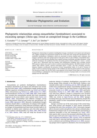 Author's personal copy
Phylogenetic relationships among zooxanthellae (Symbiodinium) associated to
excavating sponges (Cliona spp.) reveal an unexpected lineage in the Caribbean
C. Granados a,1,2
, C. Camargo a,1
, S. Zea b
, J.A. Sánchez a,*
a
Laboratorio de Biología Molecular Marina—BIOMMAR, Departamento de Ciencias Biológicas-Facultad de Ciencias, Universidad de los Andes, P.O. Box 4976, Bogotá, Colombia
b
Departamento de Biología y Centro de Estudios en Ciencias del Mar—CECIMAR, Universidad Nacional de Colombia, INVEMAR, Cerro de Punta Betín, Santa Marta, Colombia
a r t i c l e i n f o
Article history:
Received 18 March 2008
Revised 19 July 2008
Accepted 30 July 2008
Available online 7 August 2008
Keywords:
Zooxanthellae
Clade G
Symbiodinium
Excavating sponges
Cliona
Caribbean
a b s t r a c t
Phylogenetic relationships of symbiotic dinoﬂagellate lineages, distributed in all tropical and subtropical
seas, suggest strategies for long distance dispersal but at the same time strong host specialization. Zoo-
xanthellae (Symbiodinium: Dinophyta), which are associated to diverse shallow-water cnidarians, also
engage in symbioses with some sponge species of the genus Cliona. In the Caribbean, zooxanthellae-bear-
ing Cliona has recently become abundant due to global warming, overﬁshing, and algae abundance. Using
molecular techniques, the symbionts from ﬁve excavating species (Cliona caribbaea, C. tenuis, C. varians,
C. aprica and C. laticavicola) from the southern and southwestern Caribbean were surveyed. Several
DNA sequence regions were used in order to conﬁrm zooxanthellae identity; 18S rDNA, domain V of chlo-
roplast large subunit (cp23S), internal transcribed spacer 2 (ITS2), and ITS2 secondary structure.
Sequence analyses corroborated the presence of three zooxanthellae clades: A, B, and G. Presence of
clades A and B in common boring sponges of the Caribbean ﬁt with the general pattern of the province.
The discovery of clade G for the ﬁrst time in any organism of the Atlantic Ocean leads us to consider this
unusual ﬁnding as a phylogenetic relict through common ancestors of sponge clades or an invasion of the
sponge from the Indo-Paciﬁc.
Ó 2008 Elsevier Inc. All rights reserved.
1. Introduction
Zooxanthellae are symbiotic dinoﬂagellates (Symbiodinium:
Dinophyta) distributed in all tropical and subtropical seas includ-
ing coral reefs (Baker, 2003). Symbiodinium engage symbioses with
different organisms including octocorals (e.g. Goulet and Coffroth,
2004), scleractinians (e.g. Pochon et al., 2006; Santos et al., 2002),
and foraminiferans (Pochon et al.,2004, 2006, 2001). Some studies
have revealed that zooxanthellae provide their hosts metabolites
important in the ocean which is poor nutrient water (Santos and
Coffroth, 2005). Zooxanthellae have different strategies among
them long distance dispersal and strong host specialization (e.g.
Goulet, 2006; LaJeunesse, 2005). Moreover, Symbiodinium lineages
evolution should reﬂect a combination of ecological drift together
with symbiotic preferences. Using molecular techniques, eight ma-
jor lineages of zooxanthellae have been found (termed clades A–H)
symbiotic to shallow water cnidarians and a few other organisms
such as molluscs and foraminifera (e.g. Baker, 2001, 2003; Pochon
et al., 2001; Rowan, 1998). Only one study has focused on the
molecular identity of symbiotic dinoﬂagellates associated to the
boring sponge Cliona orientalis in the Indo-Paciﬁc, ﬁnding a new
subclade within clade G (Schönberg and Loh, 2005) although other
studies have considered the sponge–zooxanthellae symbiosis (Car-
los et al., 1999). Clade G has also been found in Great Barrier Reef
octocorals (Goulet et al., 2008; van Oppen et al., 2005) and Paciﬁc
foraminifera (Pochon et al., 2007, 2004, 2006, 2001). Caribbean
coral reefs have suffered a change in composition since Acropora
palmata died off due to disease and bleaching during the early
1980s (see review in López-Victoria and Zea, 2004). Sponges,
including Cliona spp., have become more abundant but, despite this
abundance, studies on their zooxanthellae symbionts have not yet
been undertaken.
Sponges constitute one of the main groups of the animal king-
dom, being present and abundant in most marine ecosystems,
including coral reefs (Díaz and Rützler, 2001). Particularly, sponges
able to excavate tunnels and galleries into calcium carbonate play a
fundamental ecological role on coral reefs. Besides participating as
important bioeroders of the reef framework (e.g. Glynn, 1997),
those species able to encrust the excavated substratum often com-
pete for space with reef corals (López-Victoria et al., 2006; Rützler,
2002; Schönberg and Wilkinson, 2001; Vicente, 1978). In impacted
coral reefs, that is, reefs that had been affected by several stressors
such as sediment and overﬁshing (Bellwood et al., 2004), excavat-
ing sponges tend to augment in abundance, thus increasing bioero-
1055-7903/$ - see front matter Ó 2008 Elsevier Inc. All rights reserved.
doi:10.1016/j.ympev.2008.07.023
* Corresponding author. Fax: +57 1 3 394949 2817.
E-mail address: juansanc@uniandes.edu.co (J.A. Sánchez).
1
These two authors contributed equally to this paper.
2
Present address: Department of Biology, University of Louisiana at Lafayette,
Lafayette, LA, 70504, USA.
Molecular Phylogenetics and Evolution 49 (2008) 554–560
Contents lists available at ScienceDirect
Molecular Phylogenetics and Evolution
journal homepage: www.elsevier.com/locate/ympev
 