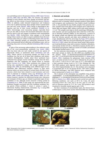 Author's personal copy
sion and killing corals in the process (Holmes, 2000; López-Victoria
and Zea, 2005; Rose and Risk, 1985). For instance, any physical
damage to coral colonies may favor sponge recruitment and bor-
ing, which can then initiate a massive bioerosion process (Rützler,
2002). In addition, under elevated temperature and irradiance
stress due to global warming, these sponges tend to spread faster
into and over corals (Rützler, 2002) owing to physiological dys-
function and loss of their crucial symbionts (Walther et al.,
2002). Interestingly, some excavating sponges, especially those
that are also able to encrust the excavated substratum and com-
pete for space in the reef, engage in symbioses with zooxanthellae
(e.g. Rützler, 1990). Furthermore, some sponges, as the boring
sponge Cliona varians, are able to acquire symbionts from the envi-
ronment when they are subject to bleaching events (Hill and Wil-
cox, 1998). Although sponges are potentially threatened by the
same environmental factors affecting reef-building corals, such as
bleaching, they seem to be less affected (Schönberg, 2006; Vicente,
1990).
In spite of the increasing understanding in the molecular ecol-
ogy of the coral–zooxanthellae symbioses (e.g. Goulet, 2006),
there has been only one such study carried on one species of
Indo-Paciﬁc Cliona, as mentioned above (Schönberg and Loh,
2005). Fifteen species of excavating sponges are found in the
Caribbean Sea, but not all of them have symbioses with photo-
synthetic dinoﬂagellates. Studies about these symbioses have
conﬁrmed that sponges receive metabolic energy from the dino-
ﬂagellates and that symbionts use animal waste as nutrient
source (Garson et al., 1998). These symbioses also enhance the
boring rate, reproductive output, and storage capability of the
sponge (Hill, 1996). In reef-building corals, different types of zoo-
xanthellae offer differential energetic outputs to their hosts
whereas others are more tolerant to certain levels of UVR or tem-
perature, which have been related to coral resistance and resil-
ience to thermal or irradiance stress (e.g. Berkelmans and van
Oppen, 2006; Goulet and Coffroth, 2004; Rowan, 2004). It is un-
known, however, whether the differential boring rates, tolerances
and strategies of Cliona spp. are related to particular types of zoo-
xanthellae or not, although recent research is being carried on
(Schönberg et al., 2008). In this study, we characterized the Sym-
biodinium lineages associated with ﬁve Caribbean symbiotic bor-
ing species (Cliona caribbaea, C. tenuis, C. varians, C. aprica, C.
laticavicola: Porifera, Hadromerida, Clionaidae: Fig. 1) using DNA
sequences and phylogenetic approaches.
2. Materials and methods
Tissue samples of boring sponges were collected using SCUBA at
different reefs in Colombia, which included southern (Santa Marta
and Cartagena) and southwestern (San Andrés island) Caribbean
reefs. S. Zea provided the San Andrés samples from previous sur-
veys. Samples from Santa Marta and Cartagena were collected be-
tween May and August 2005, taking a pinch with metal tweezers
<<1 cm3
. The samples were kept in sterile sealed bags (WhirlpalkTM
)
with seawater and were quickly ﬁxed after collection in 95% etha-
nol or dimethyl sulfoxide (DMSO). In the laboratory, a portion of
the sponge sample was digested with sodium hypochlorite to re-
lease the siliceous spicules and slides were prepared for micro-
scopic identiﬁcation with the aid of keys by Pang (1973) and Zea
and Weil (2003). DNA was extracted following the protocol of Cof-
froth et al. (1992), where the cells were lysed using CTAB, protein-
ase K and puriﬁcations steps with a mixture of phenol, chloroform,
and isoamyl alcohol (25:24:1), chloroform:isoamyl alcohol (24:1)
and ethanol precipitation. DNA was stored in TE buffer and diluted
with double distilled water (1:20).
For the molecular determination of zooxanthellae, initially, to
ﬁnd major groups or clades, the 18S rDNA was ampliﬁed using
the primers ‘‘SS3Z” (50
-AGCACTGCGGCAGTCCGAATAATTCA-30
)
and ‘‘SS5” (50
-GGTTGATCCTGCCAGTAGTCATATGC-30
) (Rowan and
Powers, 1992). Conditions for polymerase chain reaction (PCR)
were: an initial period of 2 min at 94 °C followed by 30 cycles of
30 s at 94 °C, 1 min at 61.6 °C and 1 min at 72 °C, and ended with
a ﬁnal extension during 4 min at 72 °C (Taq Promega kit). The
18S rDNA products were digested with the restriction enzyme
Taq1 (New England Biolabs) for 2 h. The products were separated
in acrylamide gels 7% of 5 ml during 50 min, 150 V with a ladder
of 100 bp (Invitrogen). Taq1 RFLP patterns were compared with
those summarized in Santos et al. (2002).
The V domain of the chloroplast was ampliﬁed using primers
‘‘23SHYPERUP” (50
-TCAGTACAAATAATATGCTG-30
) and ‘‘23SHY-
PERDNM13” (50
-GATAACAATTTCACACAGGTTATCGCCCCAATTAAAC
AGT-30
) (Santos et al., 2003). Reactions were carried out under the
following conditions: one cycle at 94 °C for 4 min, 30 cycles
consisting of 94 °C for 1 min, 54.2 °C for 30 s, and 72 °C for 30 s,
and an extension period at 72 °C for 5 min. PCR products were
visualized in bromide stained agarose gels (1.0%).
For ﬁner resolution of zooxanthellae types, the Internal Tran-
scribed Spacer 2 (ITS2) from nuclear ribosomal DNA was ampliﬁed
Fig. 1. Photographs of ﬁve Caribbean symbiotic boring species of sponges (Cliona caribbaea, C. tenuis, C. varians, C. aprica, C. laticavicola: Porifera, Hadromerida, Clionaidae) at
Barú Island, Colombian Caribbean.
C. Granados et al. / Molecular Phylogenetics and Evolution 49 (2008) 554–560 555
 