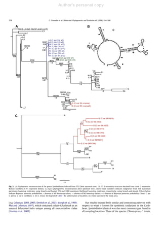 Author's personal copy
(e.g. Coleman, 2003, 2007; Denboh et al., 2003; Joseph et al., 1999;
Mai and Coleman, 1997), which contained a clade G hallmark as an
unusual bifurcated helix unique among all zooxanthellae clades
(Hunter et al., 2007).
Our results showed both similar and contrasting patterns with
respect to what is known for symbiotic cnidarians in the Carib-
bean. Symbiodinium clade A was the most common type found in
all sampling locations. Three of the species (Cliona aprica, C. tenuis,
Fig. 2. (A) Phylogenetic reconstruction of the genus Symbiodinium inferred from ITS2 (best optimum tree). (B) ITS 2 secondary structure obtained from clade G sequences.
Roman numbers (I–IV) represent helixes. (C) Cp23 phylogenetic reconstruction (best optimum tree). Above node numbers indicate congruence from 500 maximum
parsimony bootstrap replicates using branch-and-bound, 375 and 1000 maximum likelihood bootstrap replicates, respectively, using branch-and-bound. Values below
indicate Bayesian posterior probabilities. Ã absence of MP bootstrap values; ÃÃ absence of ML bootstrap values; ÃÃÃ absence of Bayesian posterior probability. Cliona: C. apr
C. aprica; C. car C. caribbaea; C. ten C. tenuis. See legend of Table 1 for abbreviation of localities. (C) Cliona species in the study area.
558 C. Granados et al. / Molecular Phylogenetics and Evolution 49 (2008) 554–560
 