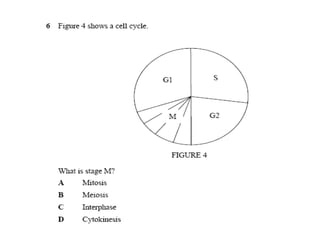 F4 cell division