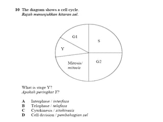 F4 cell division