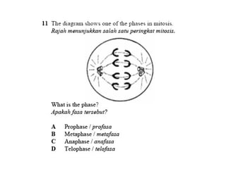 F4 cell division