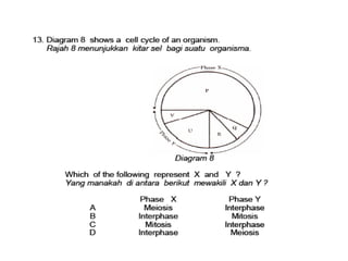 F4 cell division