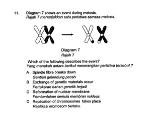 F4 cell division