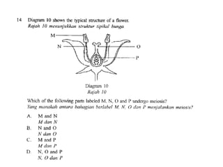 F4 cell division