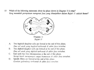 F4 cell division