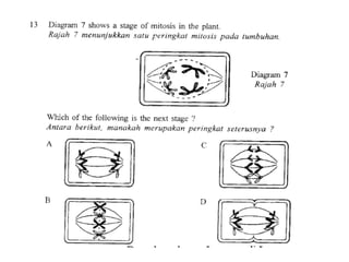 F4 cell division