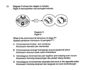 F4 cell division