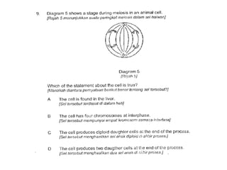 F4 cell division