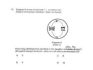 F4 cell division