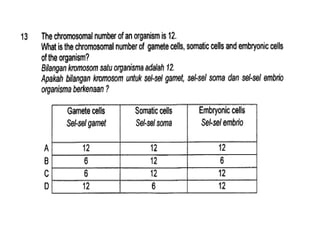 F4 cell division