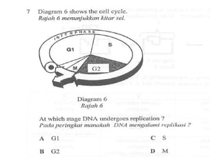 F4 cell division