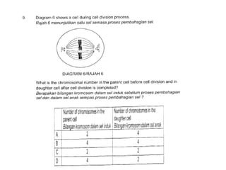 F4 cell division