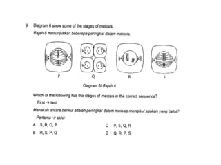 F4 cell division